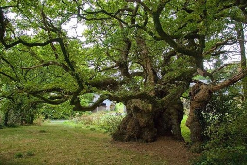 Figeac : Fête de L'arbre à Cardaillac