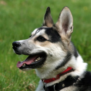 Figeac : Atelier-conférence sur les animaux à la ferme : prévention morsures de chiens