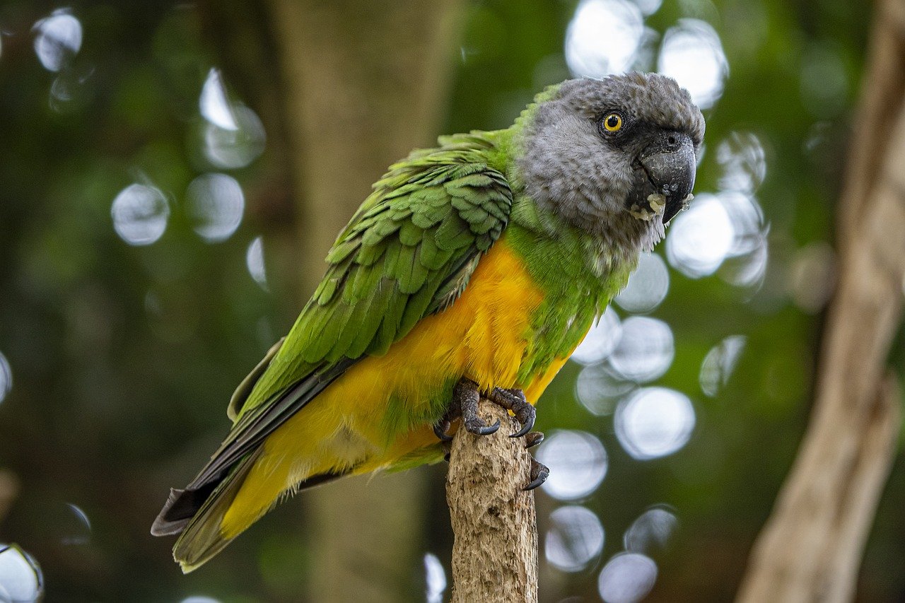 Figeac : Exposition et bourse d'échange aux oiseaux exotiques