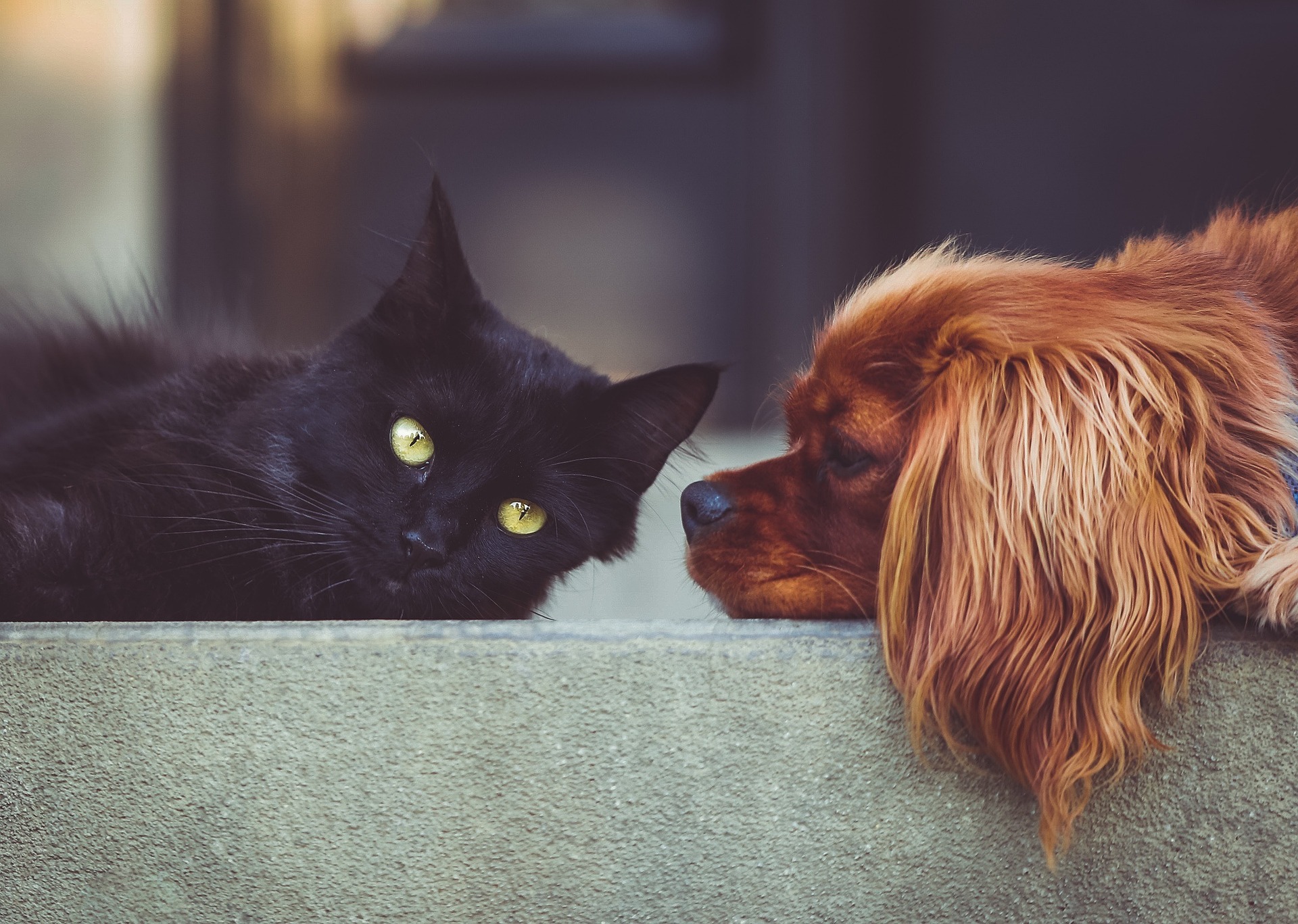 Figeac : Atelier-conférence sur les animaux à la ferme : soins aux fleurs de Bach pour chiens et chats