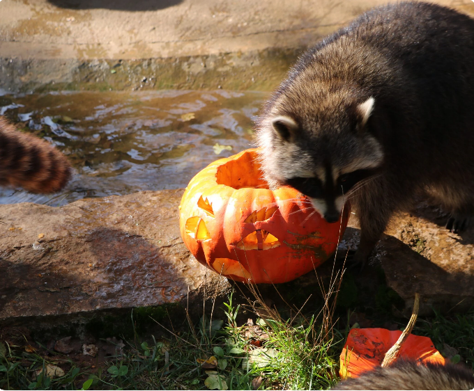Figeac : Grande journée d'Halloween au Parc Animalier