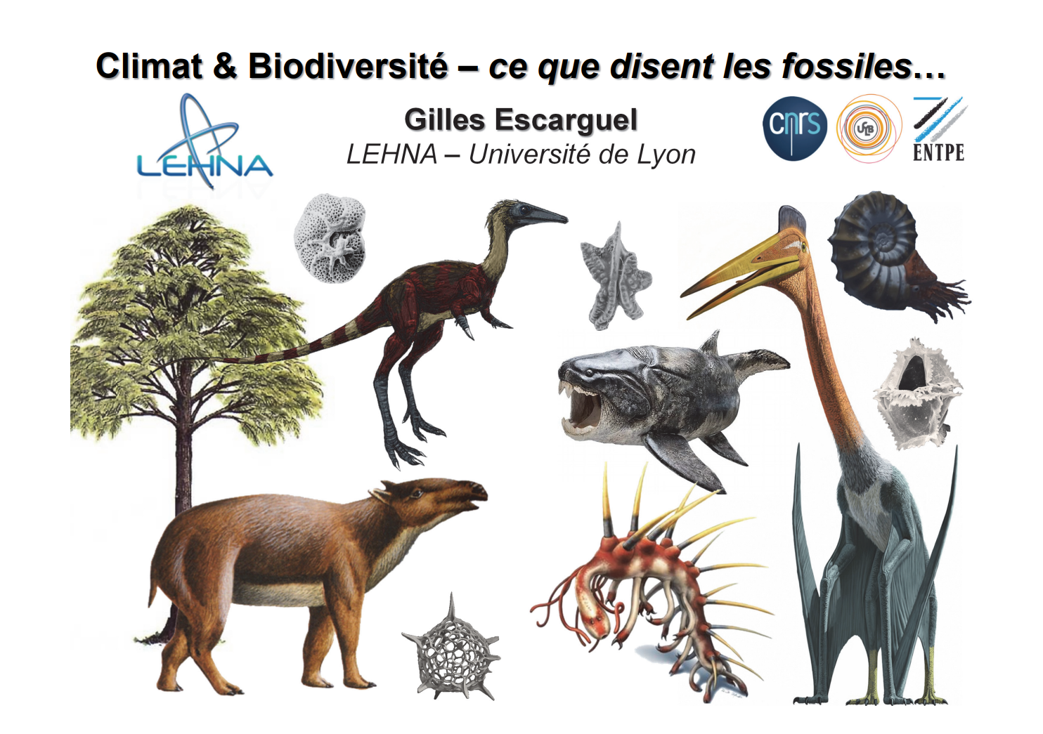 Figeac : Les animaux du passé dans le Quercy  - Atelier tri de fossiles et conférence