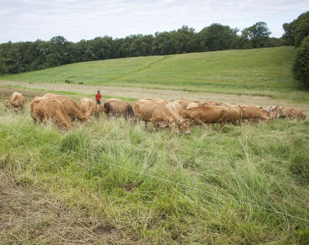 Figeac : Plantes et Cie : le pâturage régénératif à Saint-Cirgues