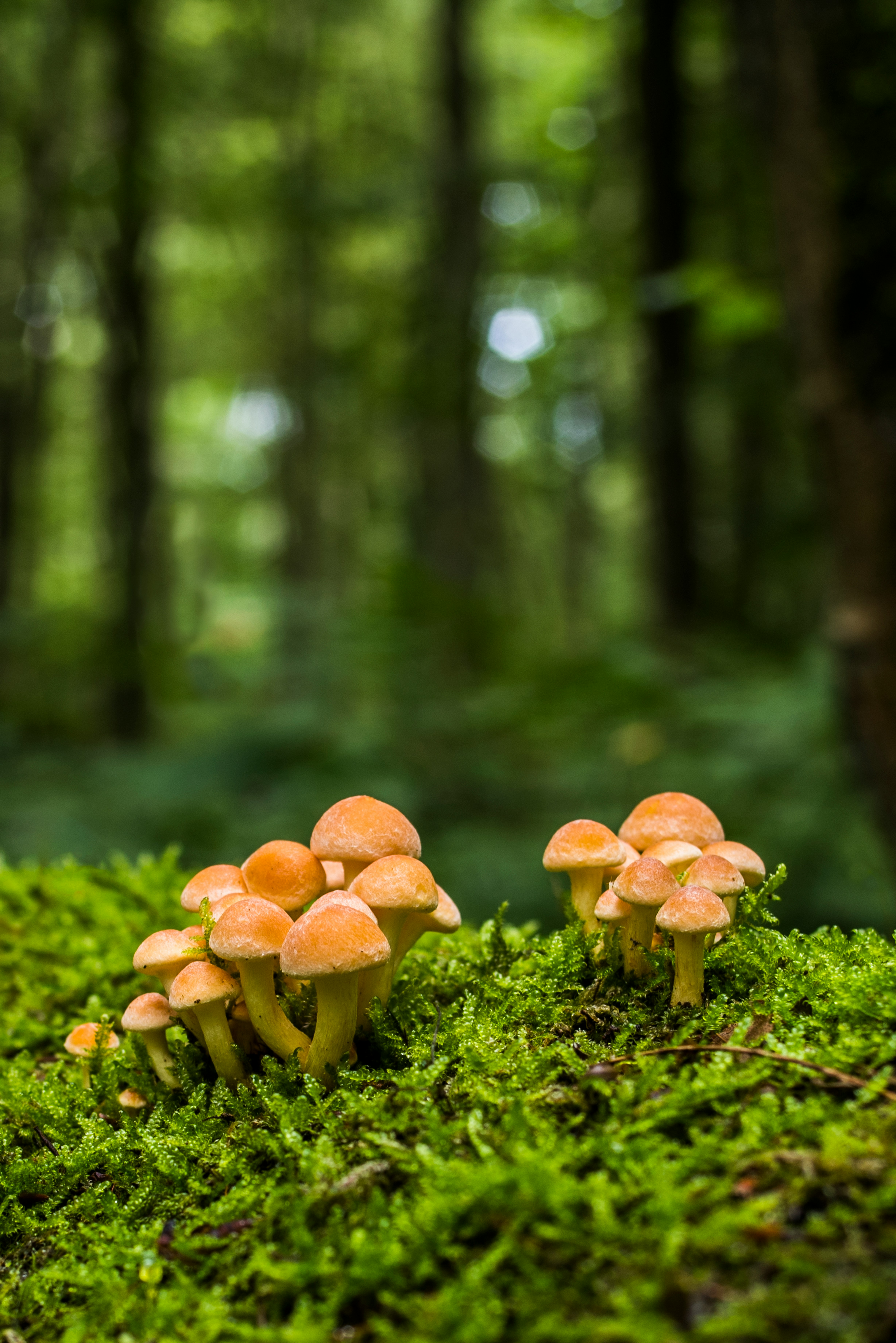 Figeac : Sortie mycologique à Alvignac-les-Eaux