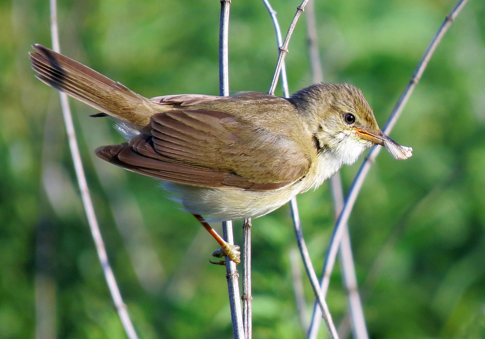 Figeac : Sortie nature - Dans le monde des oiseaux