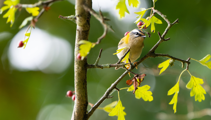 Figeac : Ecorces et bourgeons avec la LPO