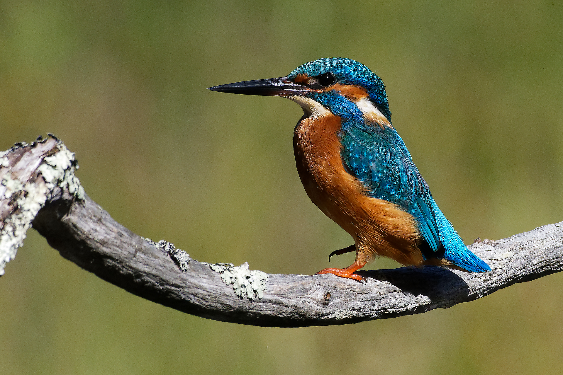 Figeac : A l’assaut de l’île : Découverte de la faune des berges du Lot