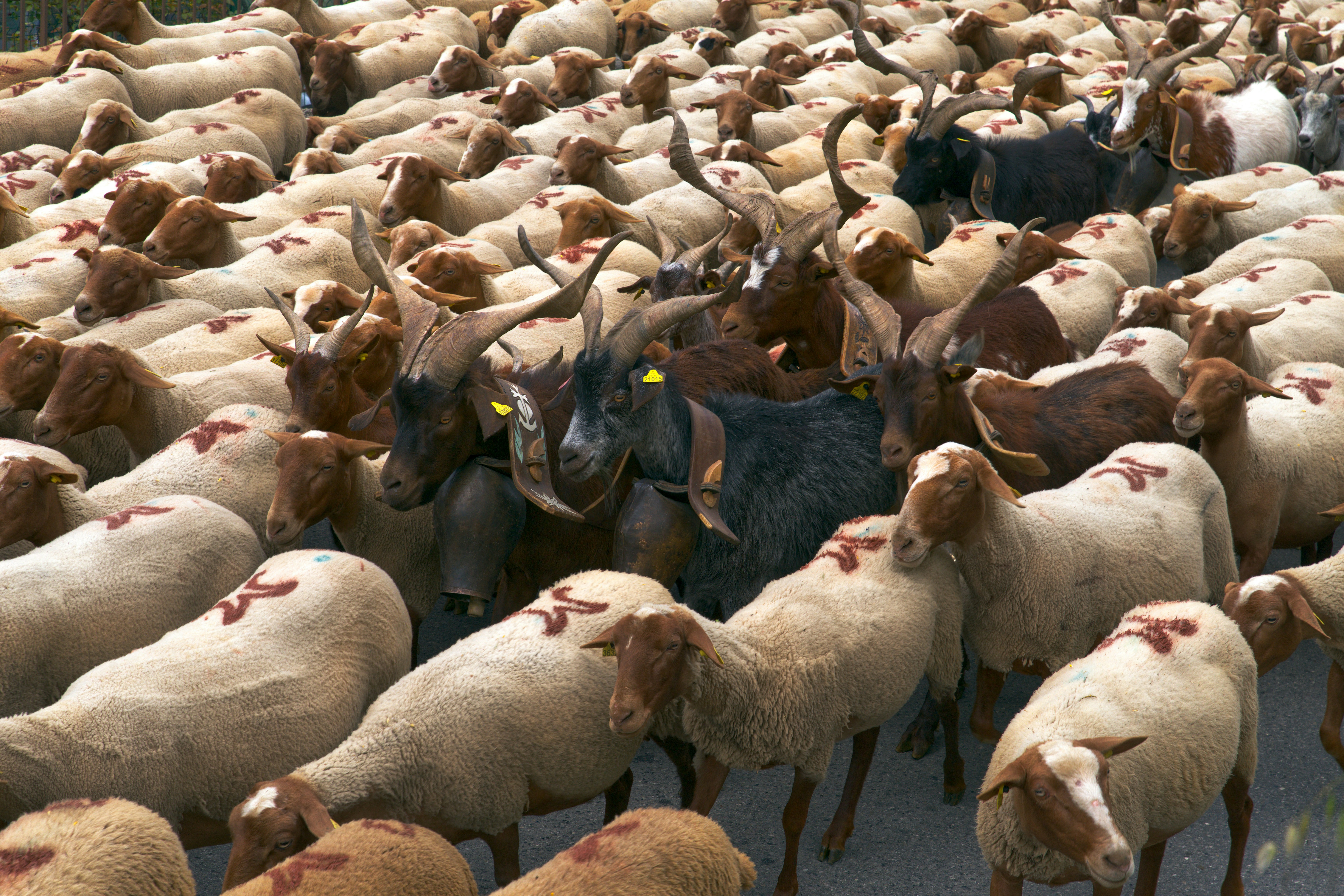 Figeac : Transhumance Rocamadour-Luzech Exposition Natura 2000 <br />