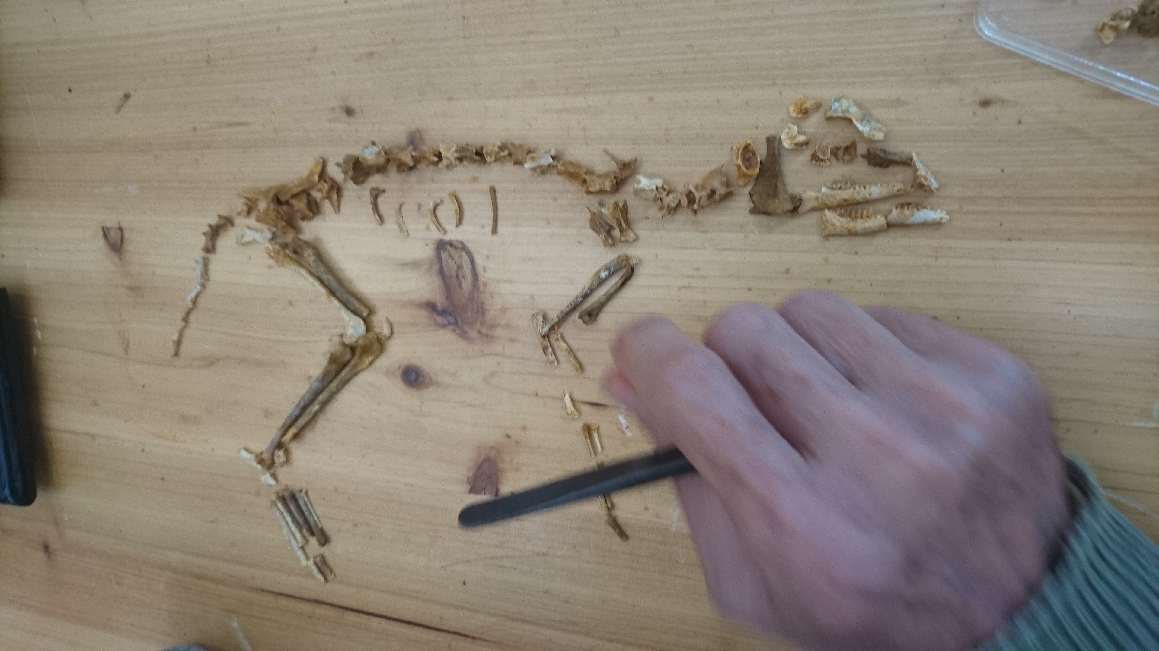 Figeac : Les animaux du passé dans le Quercy  - Atelier tri de fossiles et conférence