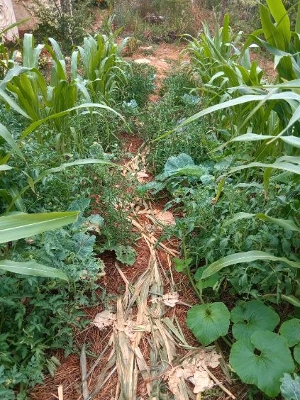 Figeac : Atelier syntropie