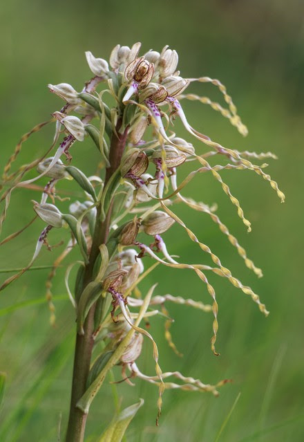 Figeac : Rendez-vous Nature : Fabuleuses orchidées à la ferme Lou Baptistou au Bouyssou